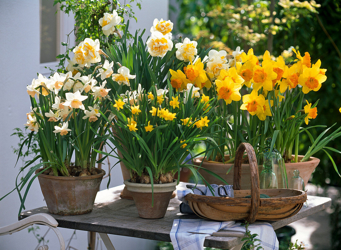 Narcissus 'Kate Heath', 'Westward', 'Tete A Tete', 'Orange Eye'