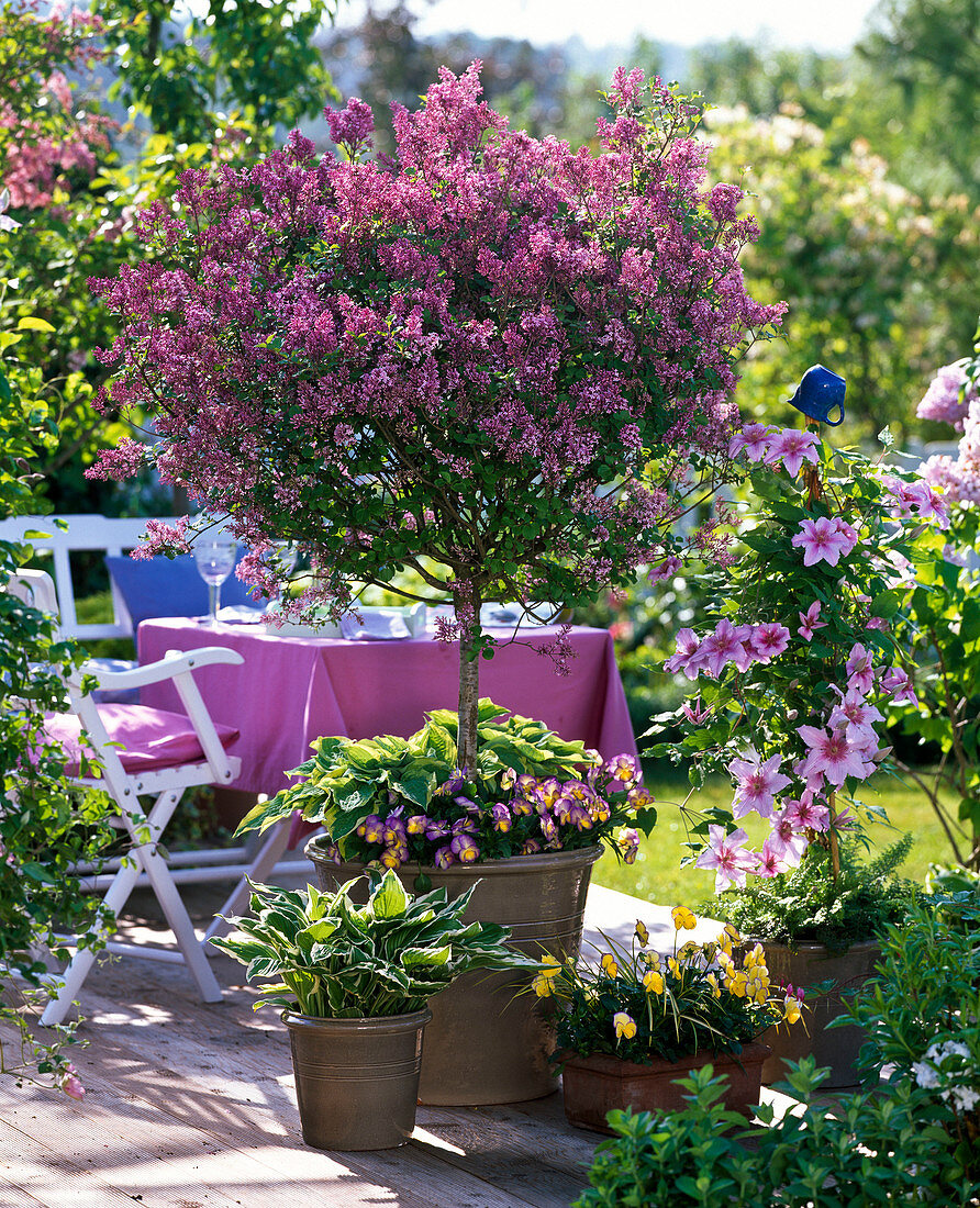 Syringa meyeri 'Palibin' (Zwergflieder), Stamm, unterpflanzt