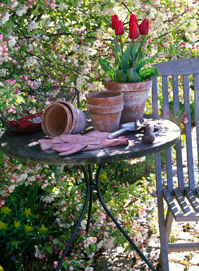 Table with clay pots and Tulipa 'Couleur Cardinal' (tulips)