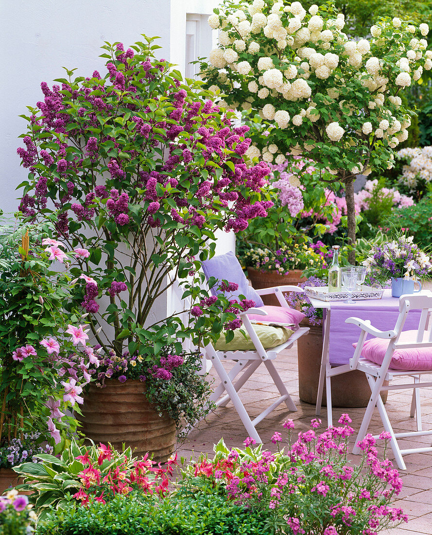 Syringa 'Memory of Ludwig Späth' (Lilac), Clematis 'Piilu'