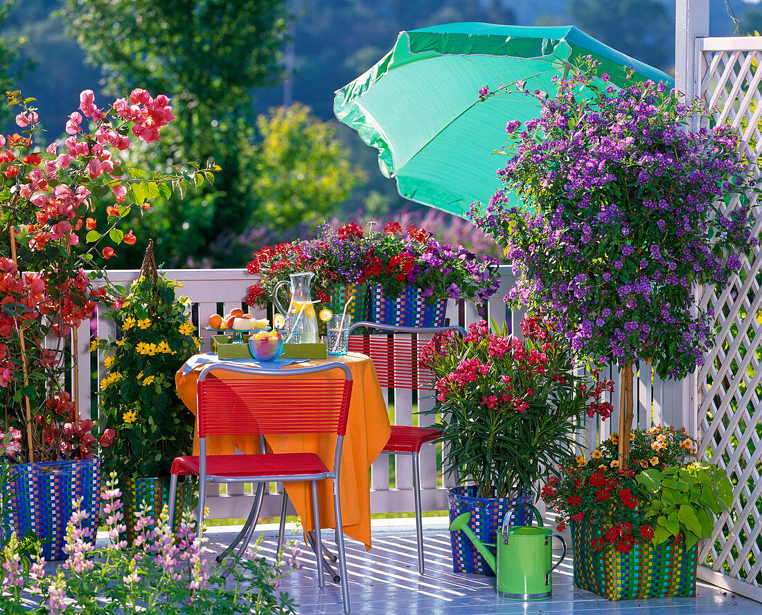 Bougainvillea, Thunbergia (Schwarzäugige Susanne)