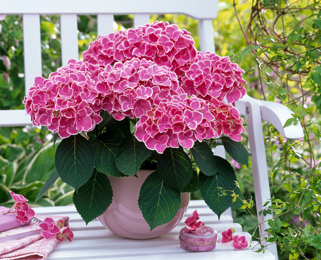 Hydrangea 'Tivoli' (Hortensie), neue Sorte