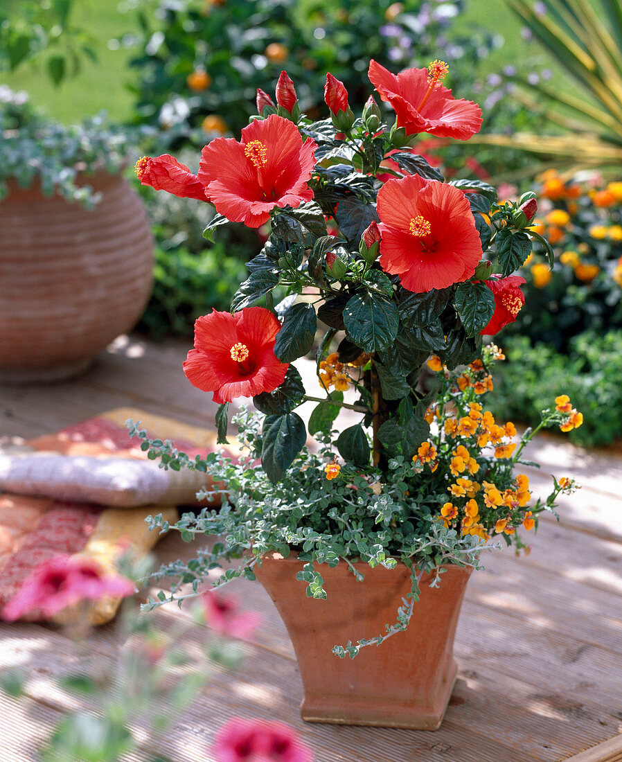 Hibiscus rosa-sinensis 'Barcelona' (Roseneibisch) unterpflanzt