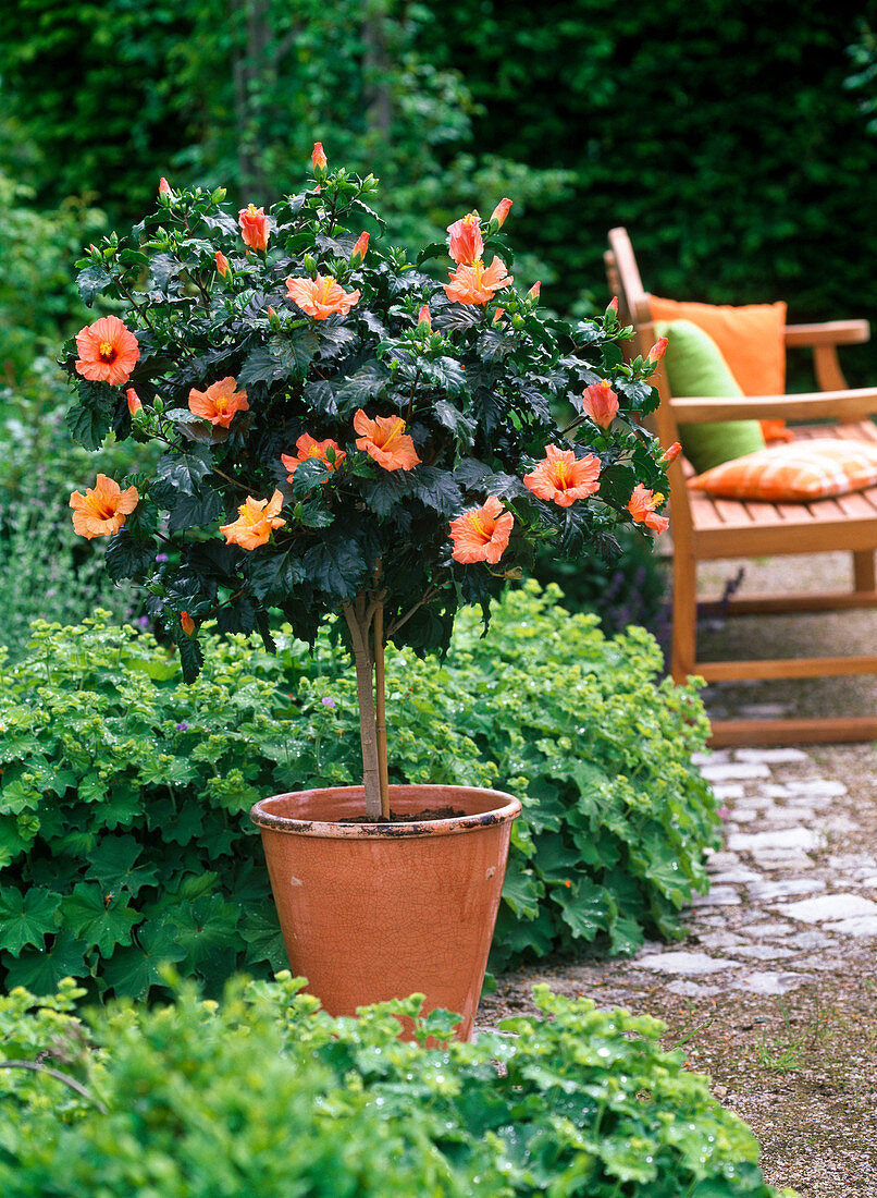 Hibiscus rosa-sinensis (Rose marshmallow)