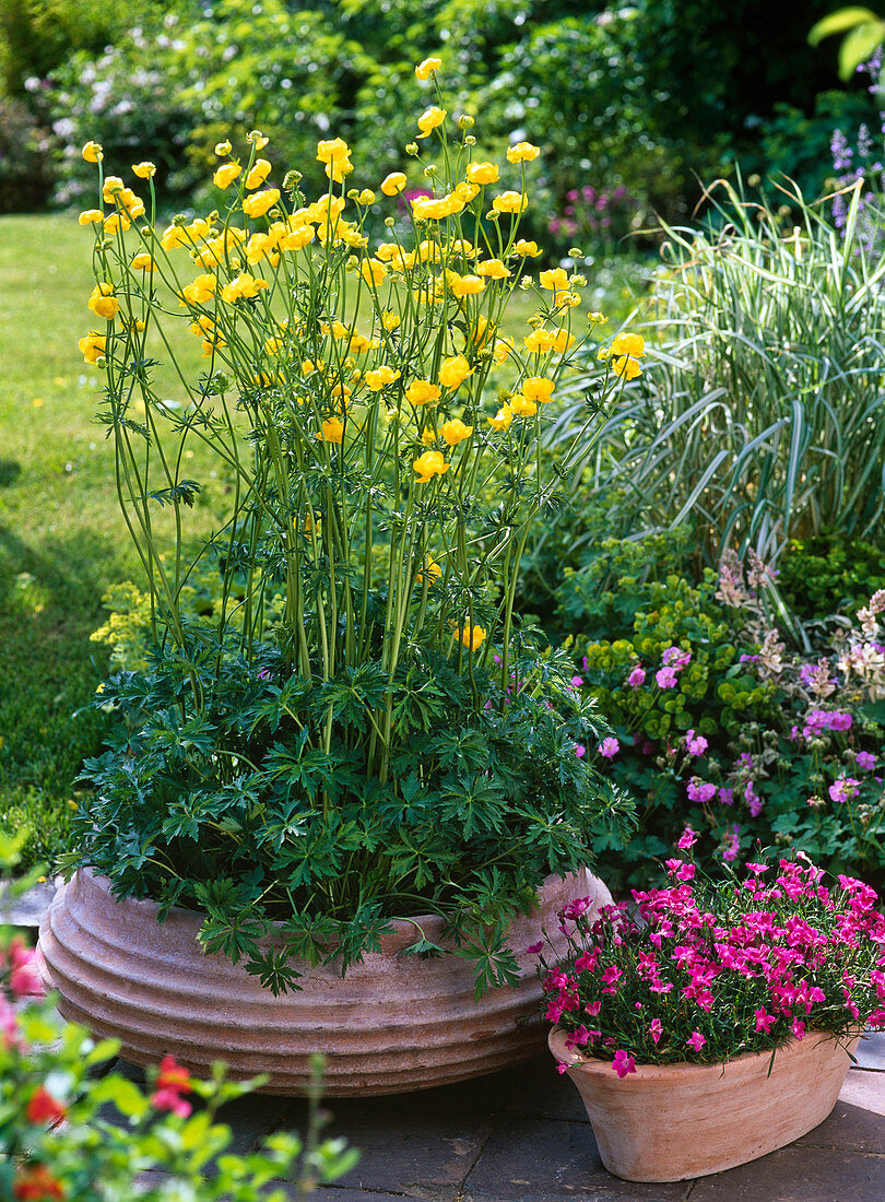 Trollius europaeus (Troll flower) in a wide terracotta bowl