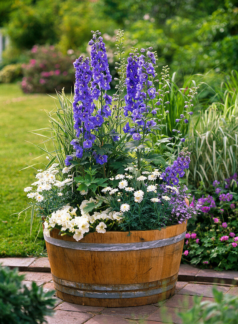 Delphinium Magic Fountain 'Blue' (Rittersporn)