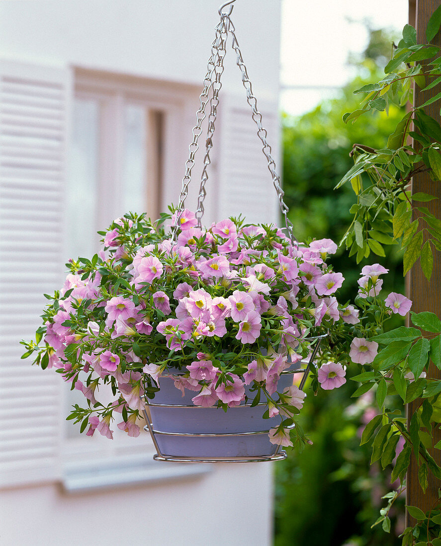 Calibrachoa Superbells 'Light Pink' (magic bells)