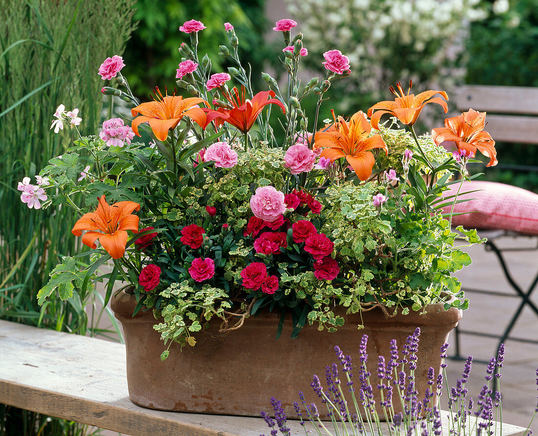 Duftkasten mit Lilium 'Orange Pixie' (Lilien), Dianthus Devon