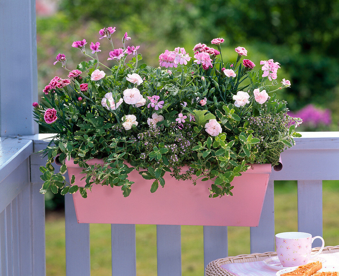 Incense box in pink with Dianthus Adorable 'Mindy', caryophyllus