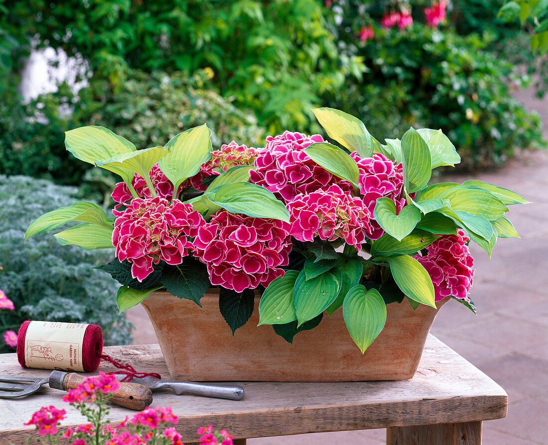 Hydrangea macrophylla 'Tivoli' (Hydrangea), new variety