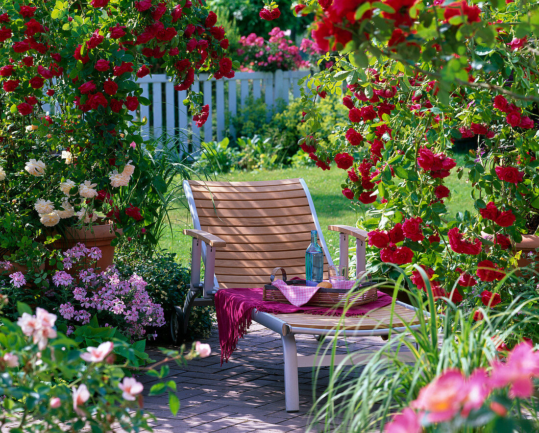 Rose 'Flaming Dance' (climbing rose), Rose 'Teasing Georgia'