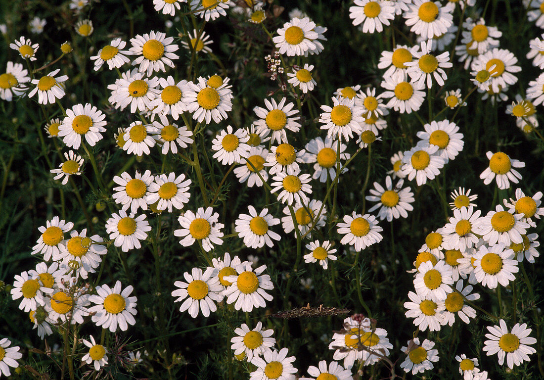 Matricaria chamomilla (Kamille)