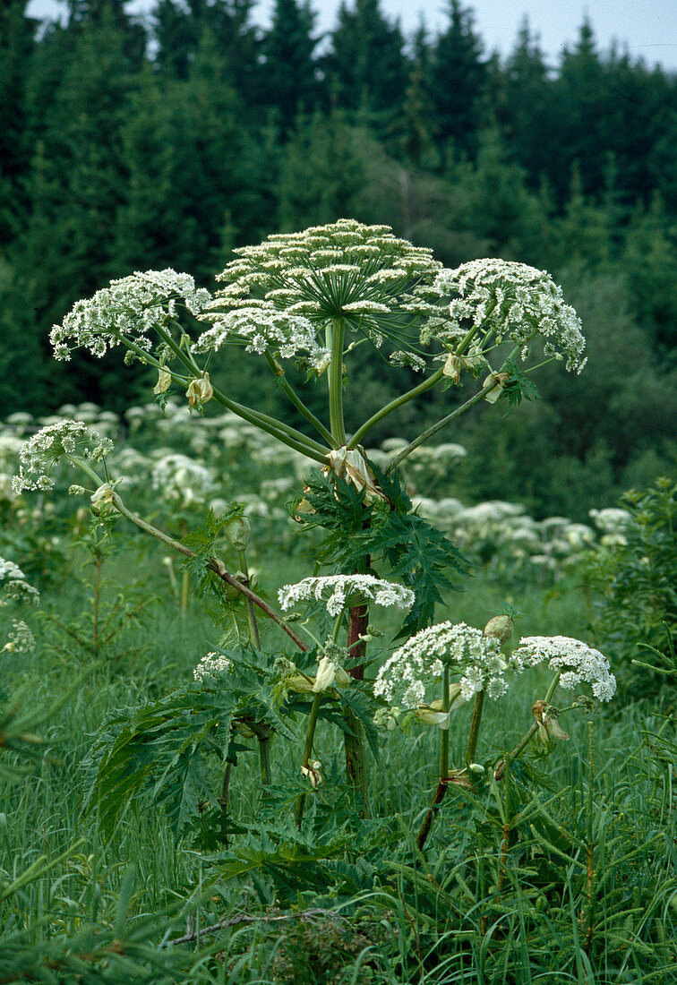 Heracleum mantegazzianum (giant hogweed), touching the leaves causes severe burns