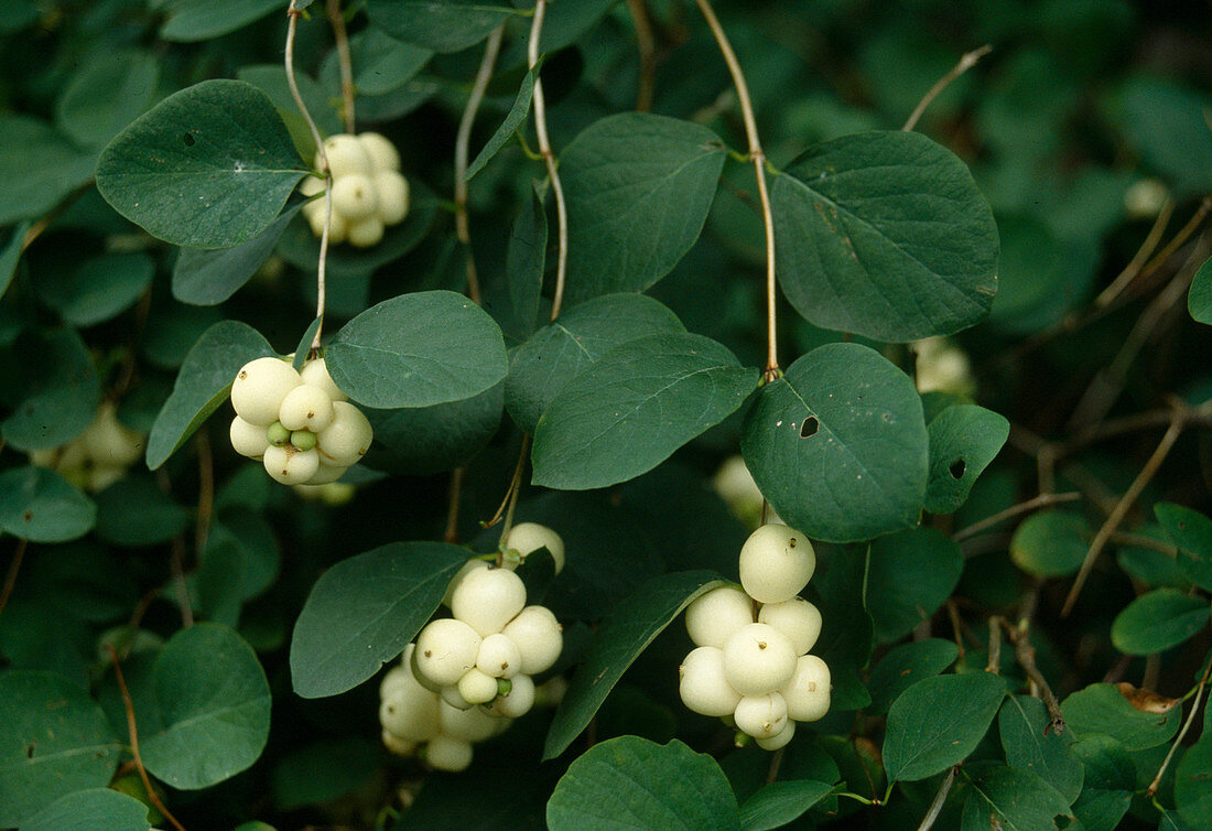 Symphoricarpos albus (Schneebeere, Knallerbse)