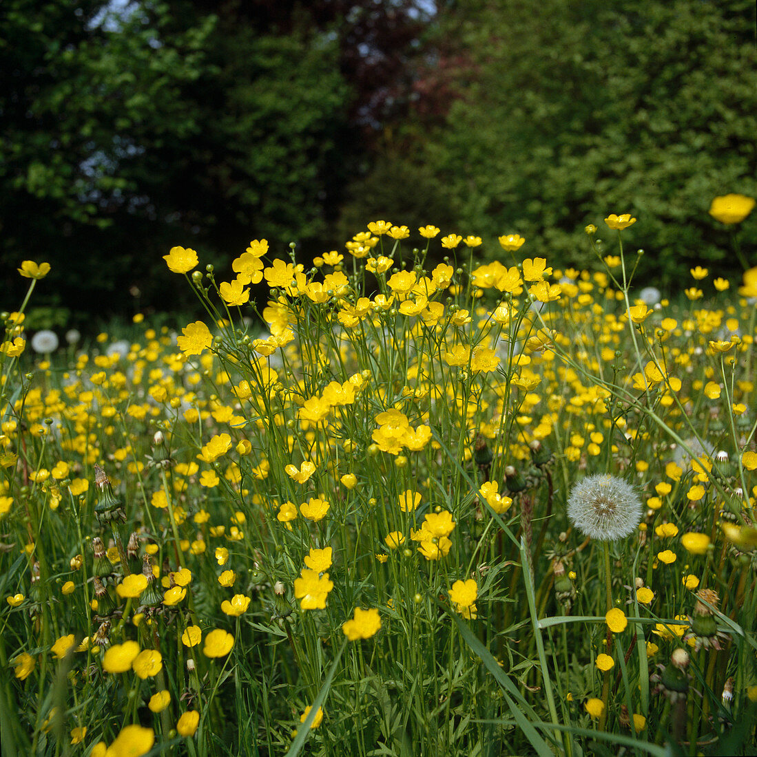 Ranunculus acris (Scharfer Hahnenfuss) auf Blumenwiese