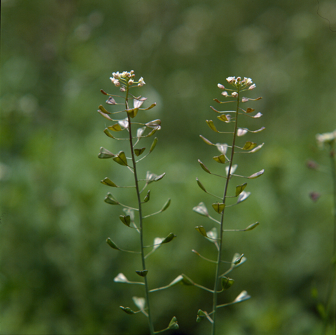 Capsella bursa-pastoris (Shepherd's purse)