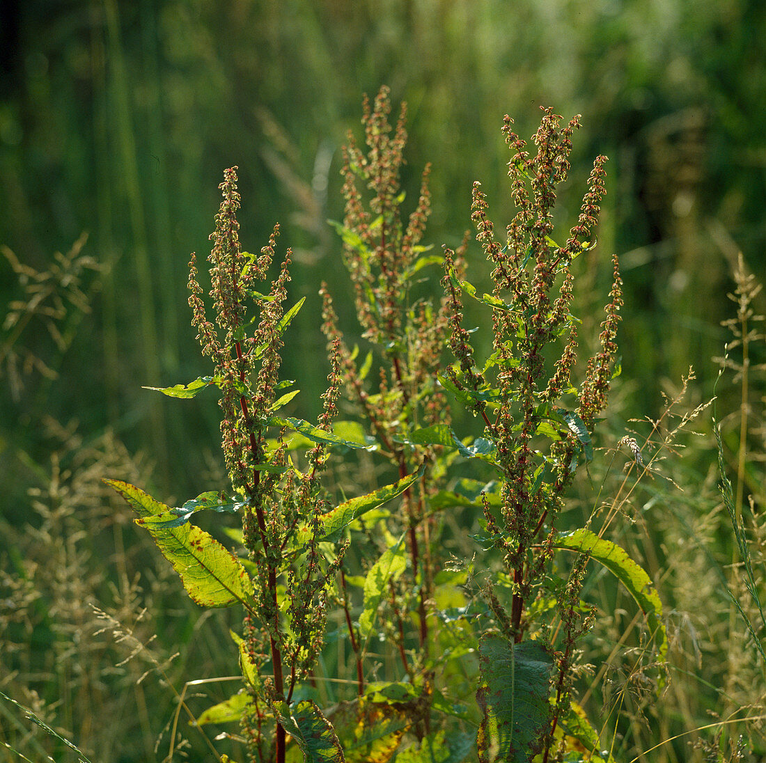Rumex crispus, is used in homeopathy for dry cough