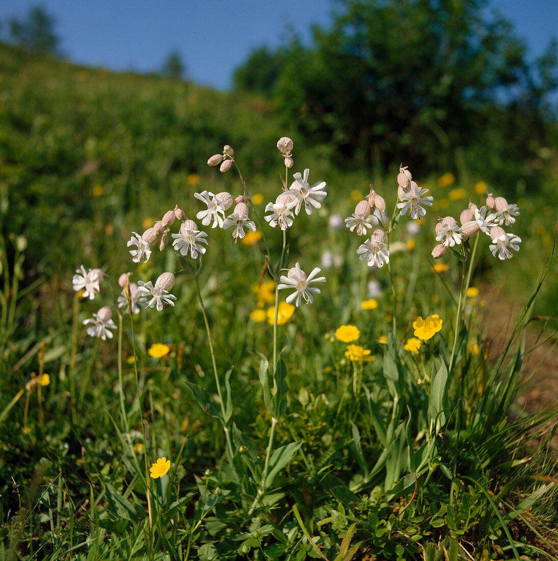 Silene vulgaris (Common Catchfly, Pigeon Catchfly)