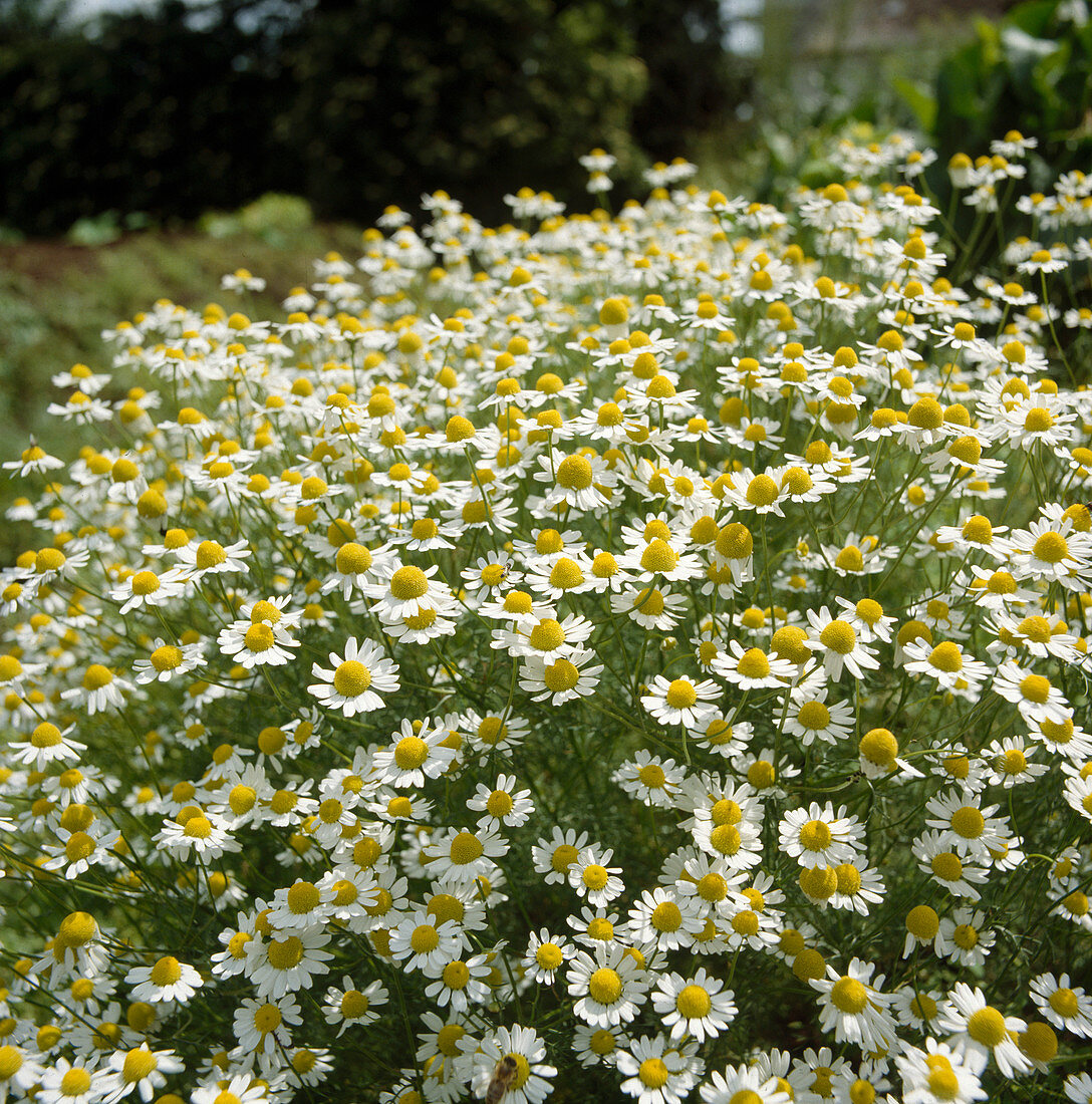 Matricaria chamomilla syn Matricaria recutita (camomile)