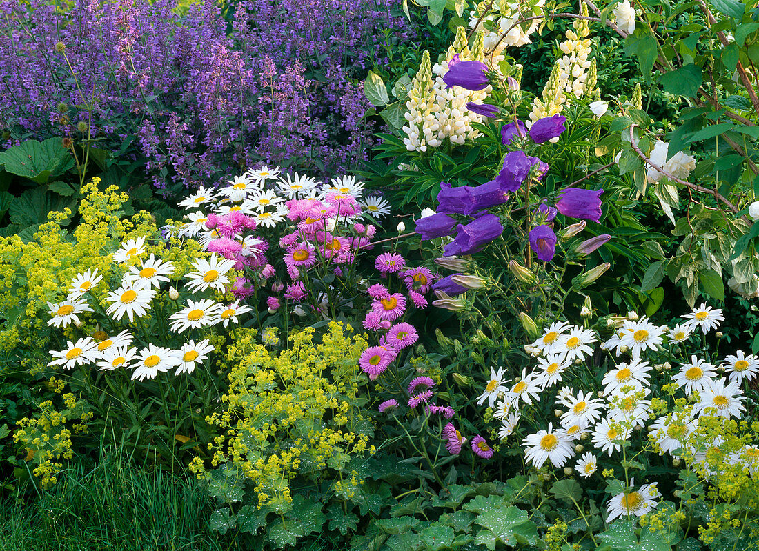 Leucanthemum 'Angel' (Marguerite), Alchemilla (Lady's Mantle)