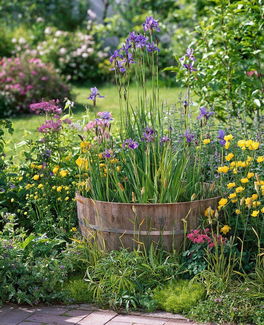 Barrel with Iris sibirica, laevigata and pseudacorus (marsh iris)