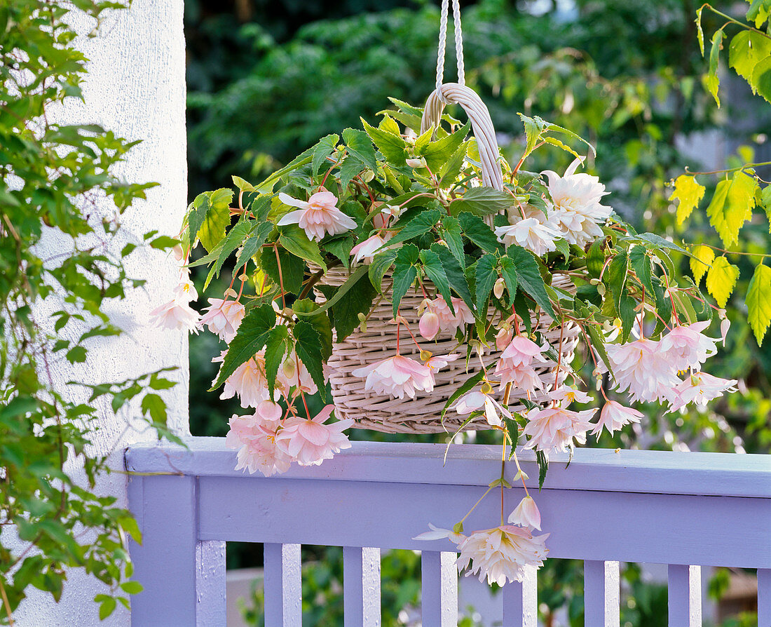 Begonia Belleconia 'White' (Hanging Orchid) hung in basket