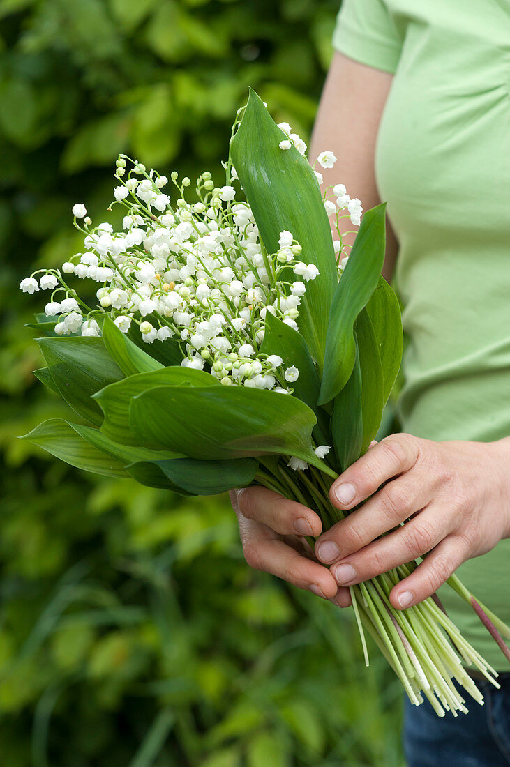 Bouquet of Convallaria majalis (Lily of the Valley)