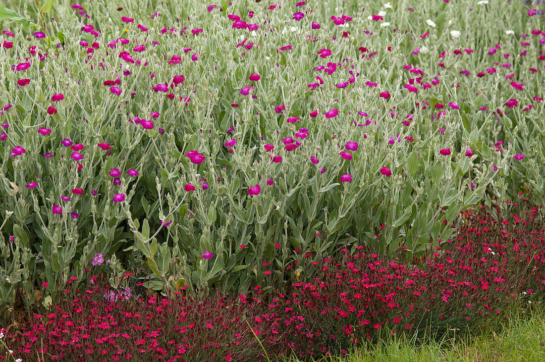 Lychnis coronaria (Vexiernelke), Dianthus deltoides (Heidenelke)