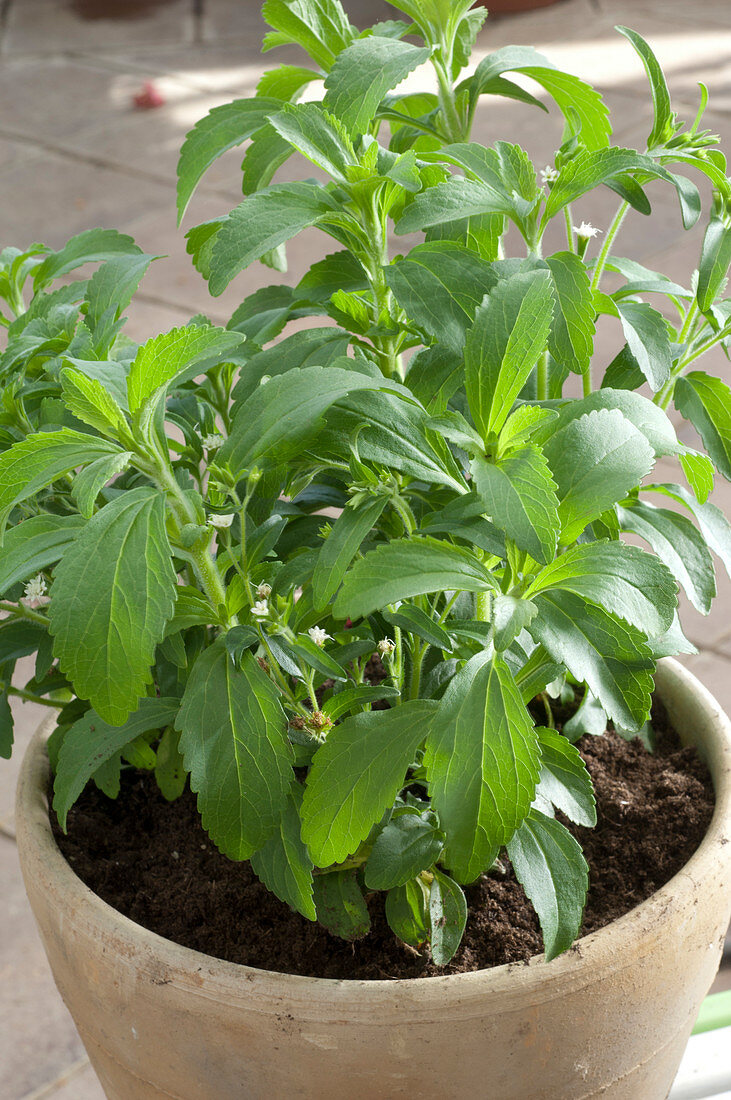 Stevia rebaudiana (Zuckerkraut, Süßkraut)