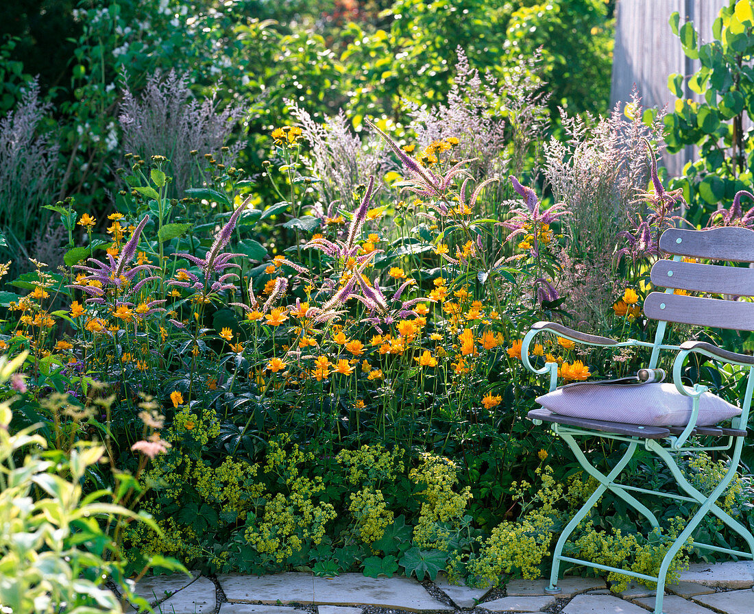 Blau-gelbes Staudenbeet mit Trollius europaeus (Trollblumen), Veronicastrum