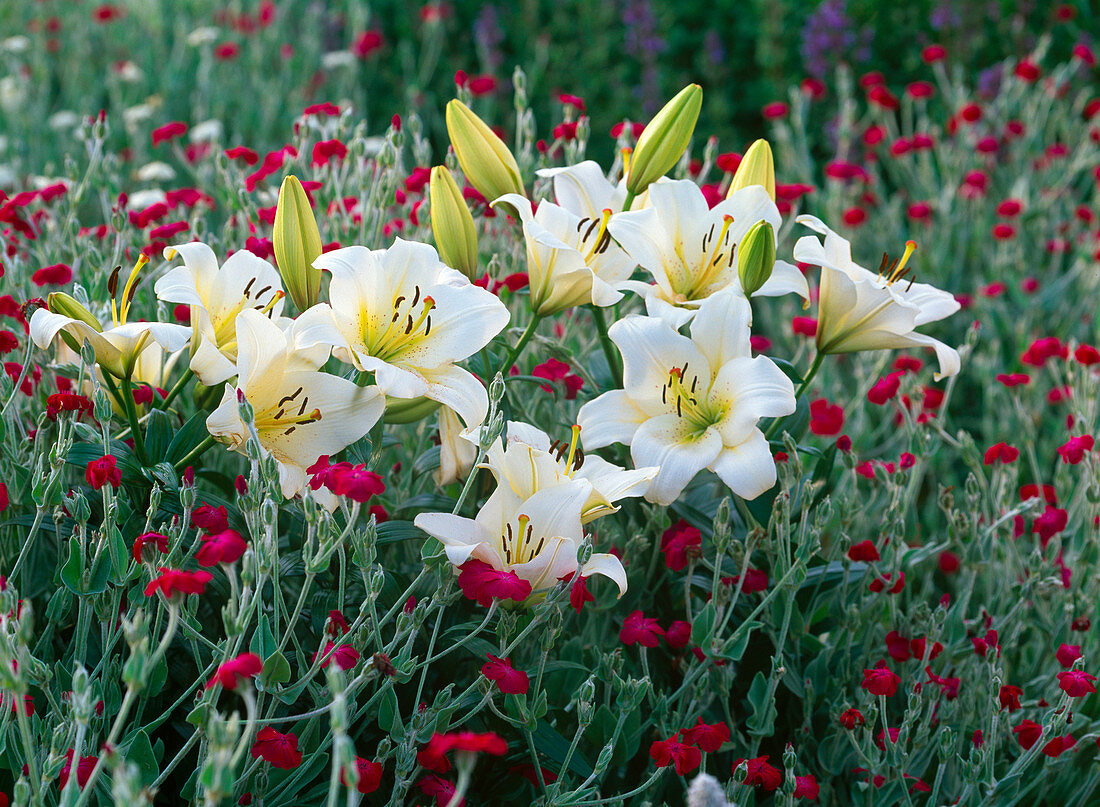 Lilium asiaticum 'Alaska' (white lilies)
