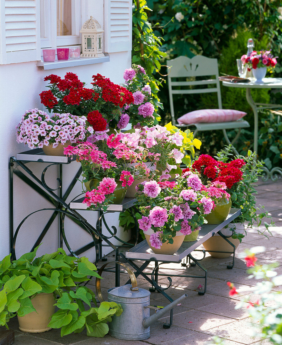 Plant stairs with balcony flowers