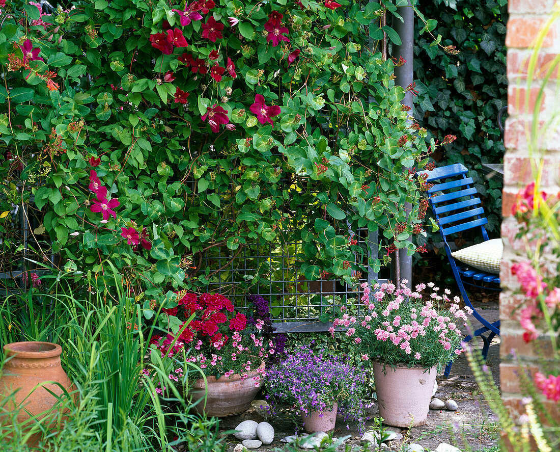 Screen with Clematis 'Rouge Cardinal' (Wood Vine), Lonicera