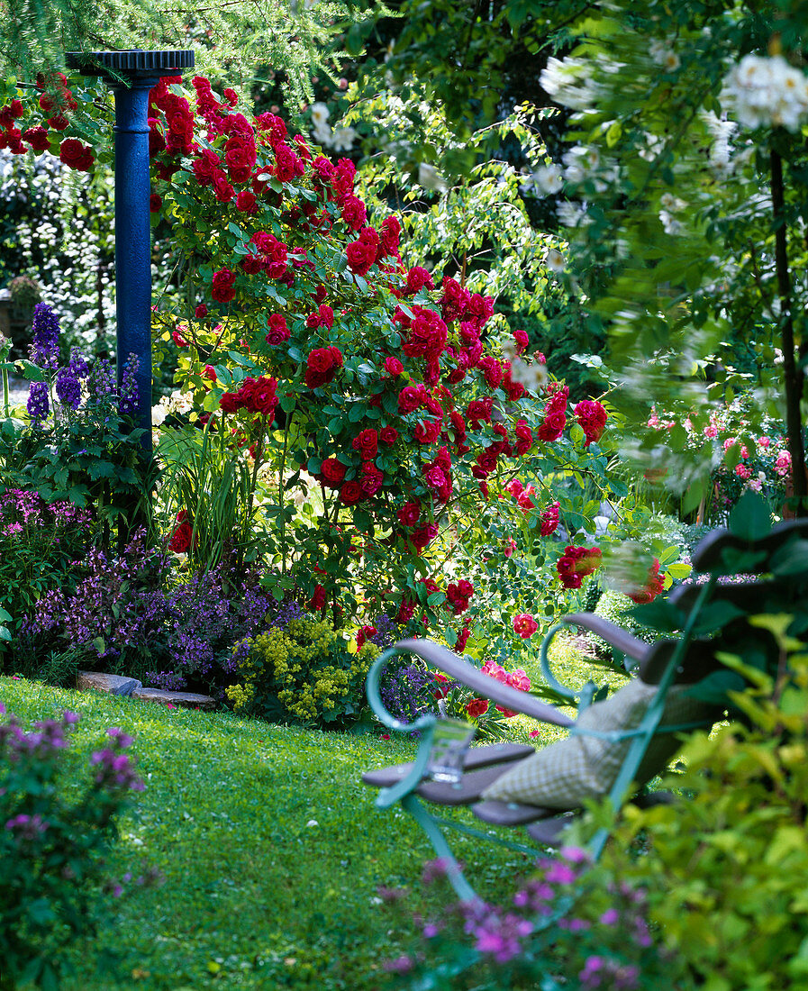 Rosa 'Gruß an Heidelberg' (Kletterrose), Delphinium (Rittersporn)