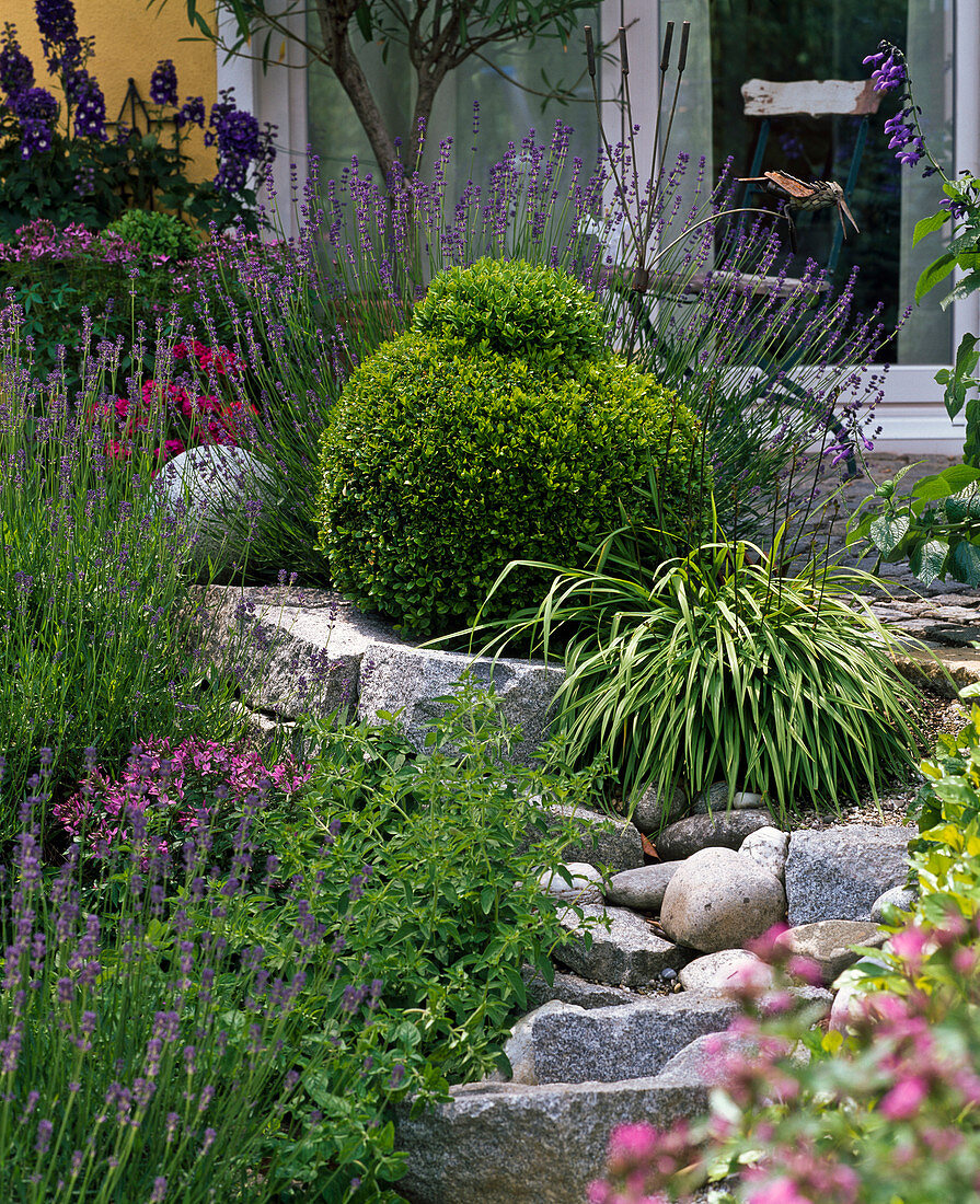 Buxus - topiary 'Buddha-Mütze' (boxwood), Lavandula