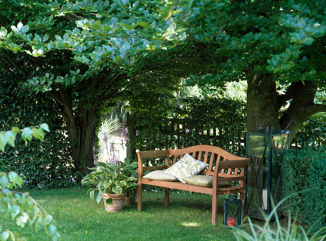 Wooden bench under Fagus (beech), Hosta (Funkie), lanterns