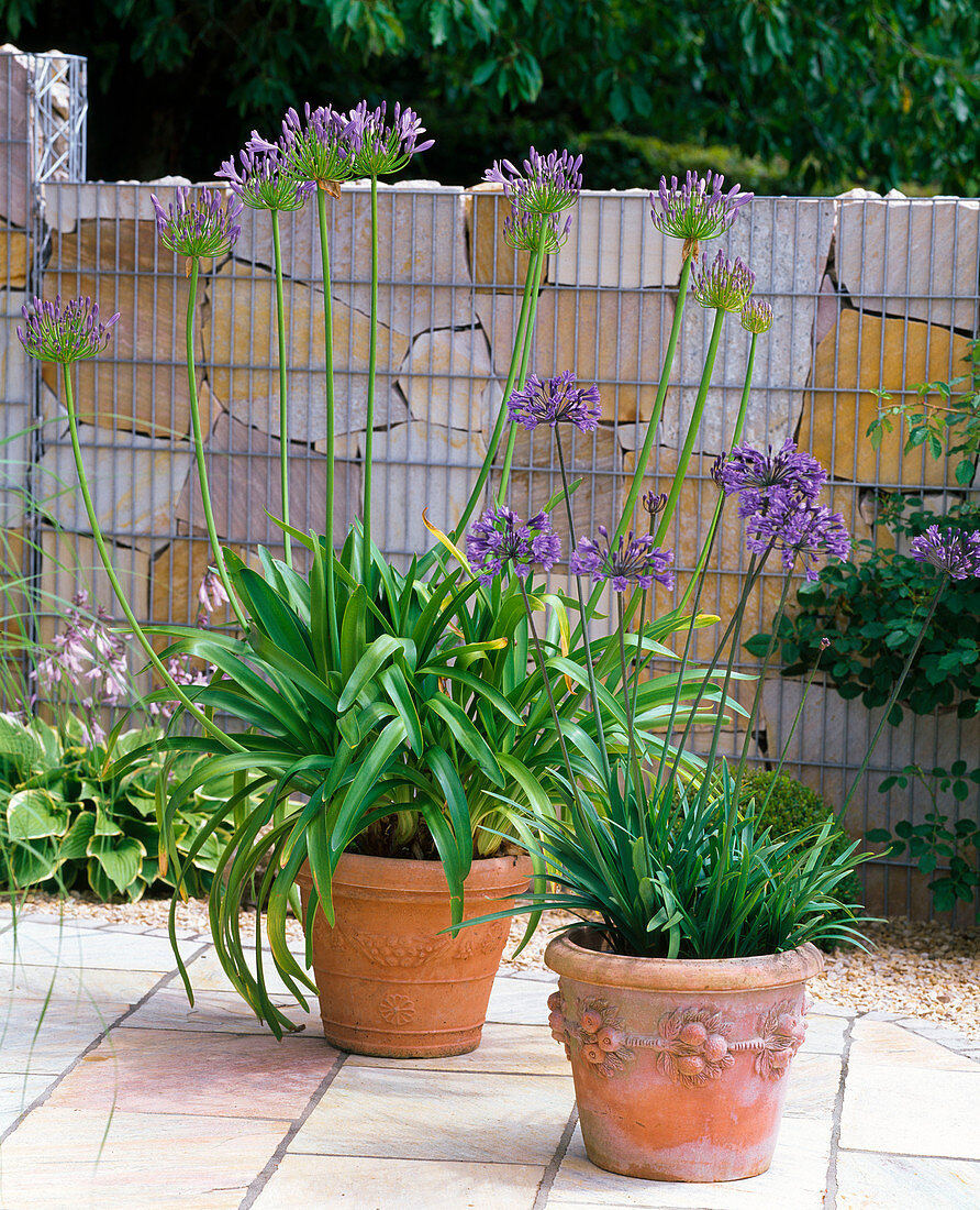 Agapanthus (Afrikanische Schmucklilien) in Terracotta - Kübeln