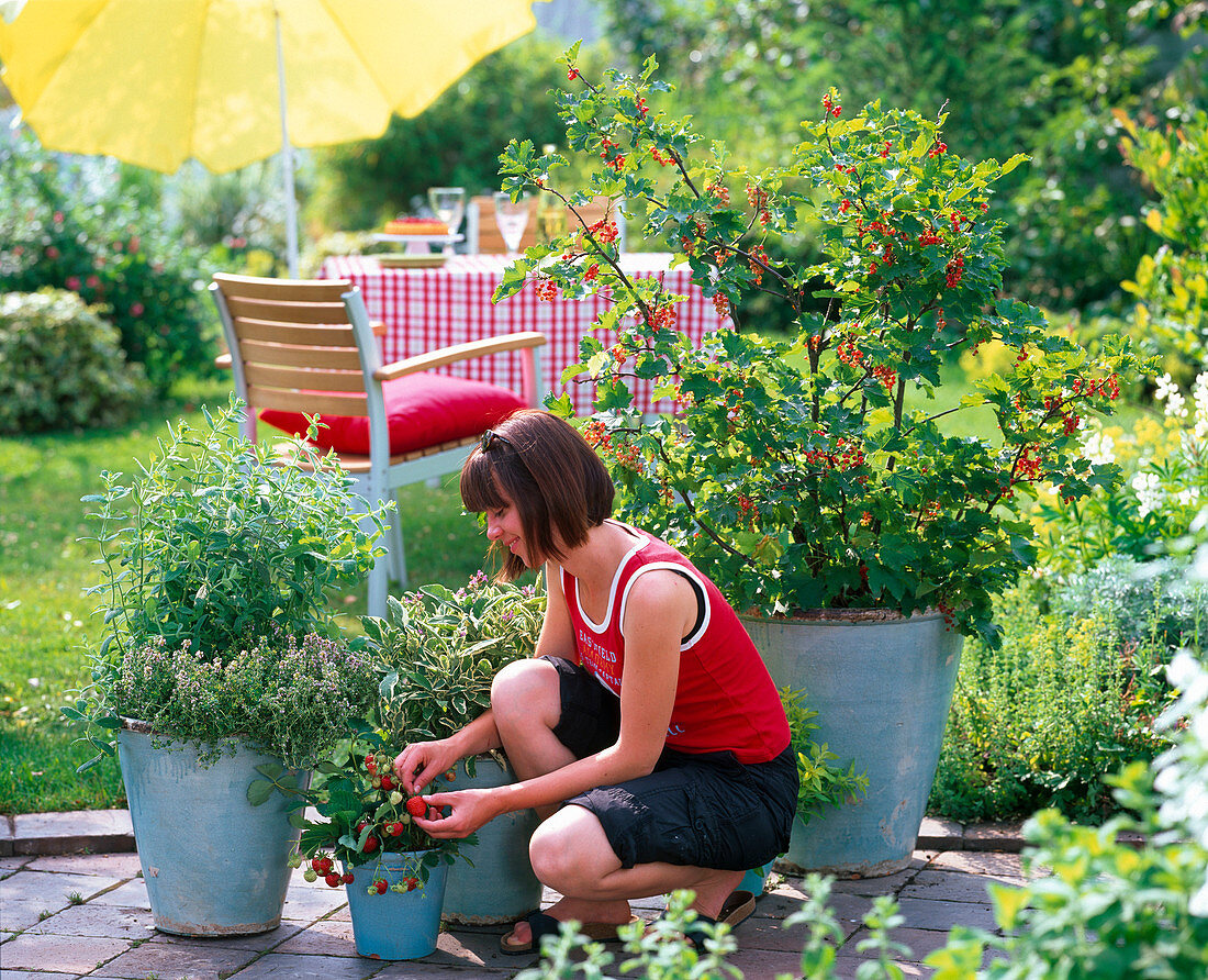 Turquoise pots variously planted