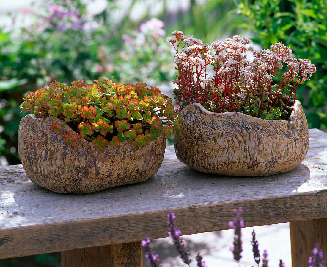 Sedum spurium 'Purpurteppich' (Caucasus wall pepper), Sedum