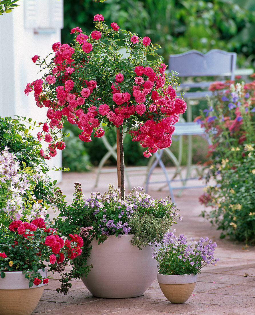 Rosa 'Knirps' (ground cover rose from Kordes) on a stem and as a bush