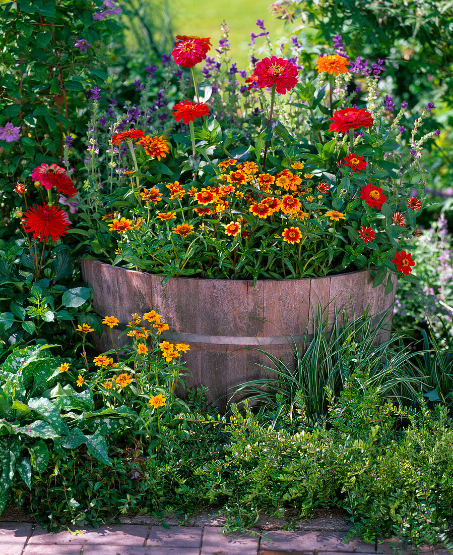 Holzkübel mit Zinnia Oklahoma und Profusion (Zinnien)