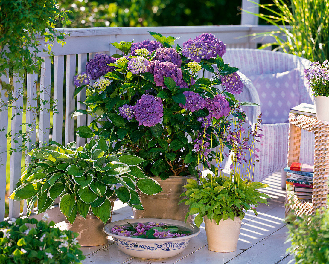 Hydrangea 'Altona' (Hydrangea), coloured with alum blue