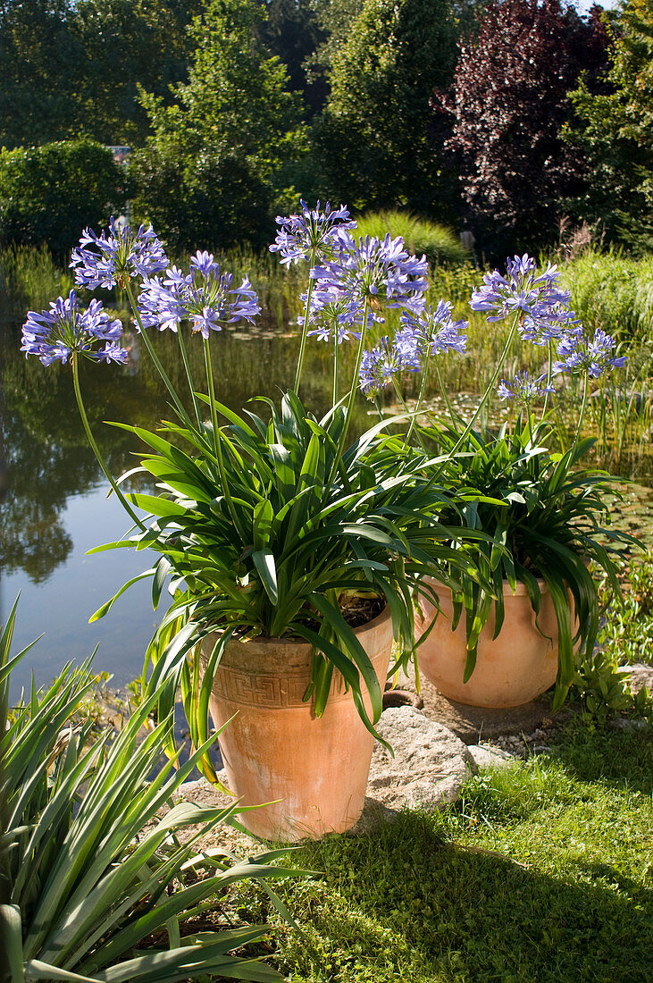 Agapanthus africanus (Afrikanische Schmucklilien)