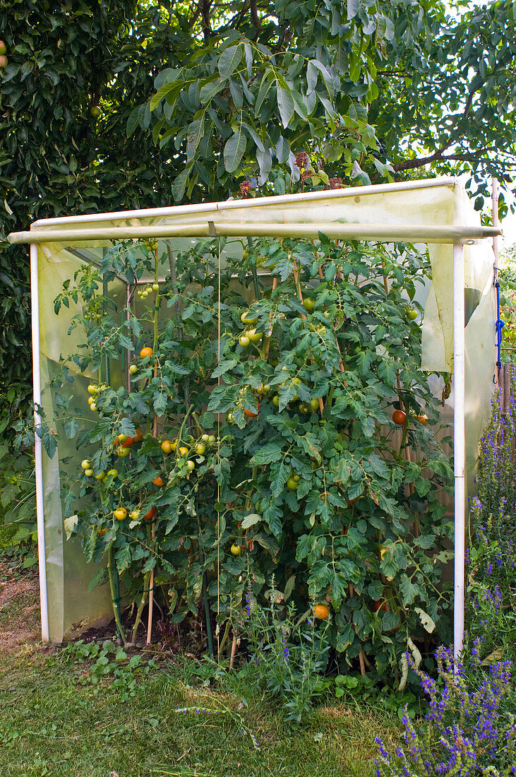 Miniature tomato house made of foil