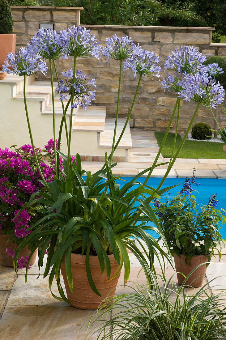 Agapanthus africanus (Afrikanische Schmucklilie), Salvia