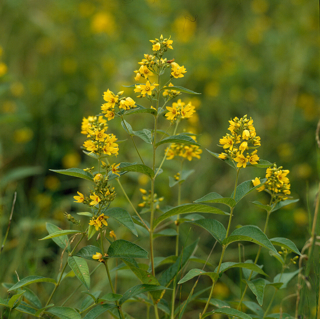 Lysimachia vulgaris (Common Loosestrife)