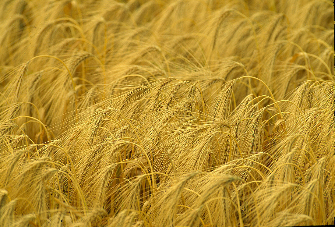 Hordeum vulgare (Gerste), Feld mit reifem Korn