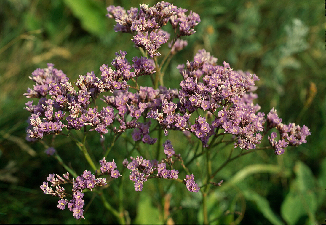 Limonium vulgare (Common beach lilac)