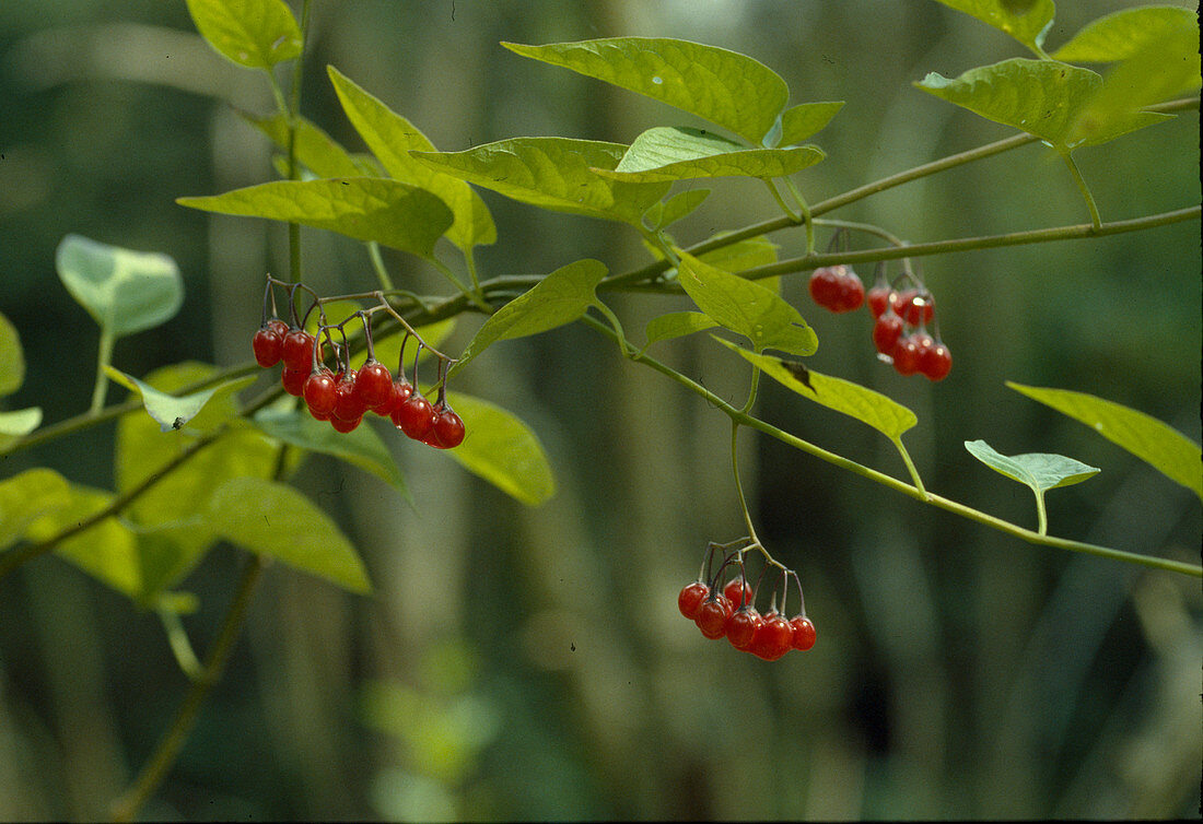 Solanum dulcamara (Bittersüßer Nachtschatten) mit Früchten