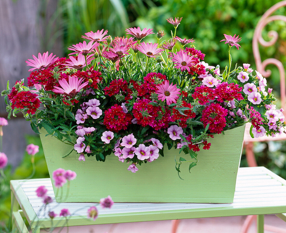 Osteospermum 'Soft Purple' (Cape daisy), Verbena Superbena